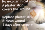 Cat spay tips from dr sing kong yuen, toapayohvets, singapore