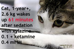 Cat spay tips from dr sing kong yuen, toapayohvets, singapore