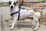 skin diseases in dogs may need more than one vet visit, toapayohvets, singapore