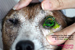 use the fluorescein stain test to show up corneal ulcers to clients, toapayohvets, singapore