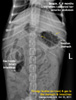 Beagle, F, 8m. Palpation anterior abdominal pain and swelling. X-rays advised. toapayohvets, singapore