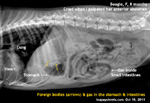 Beagle, F, 8m. Palpation anterior abdominal pain and swelling. X-rays advised. toapayohvets, singapore