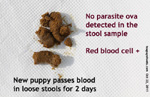 new puppy purchased has loose stools, now has blood in stools for 2 days, toapayohvets, singapore 