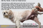 zoletil 50 + isoflurane oxygen anaesthesia old dog breast tumour excision toapayohvets, singapore