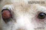 pterygium, glaucoma, 12-year-old cross bred, enucleation of eye, toapayohvets, singapore 