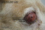 pterygium, glaucoma, 12-year-old cross bred, enucleation of eye, toapayohvets, singapore 