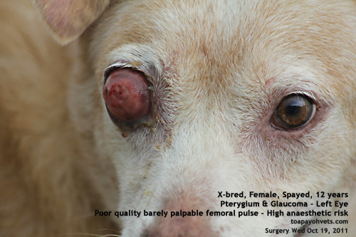 20111036pterygium-glaucoma-female-spayed