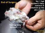 surgery remove two fatty tumours, roborovski dwarf hamsters, toapayohvets, singapore