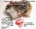 surgery remove two fatty tumours, roborovski dwarf hamsters, toapayohvets, singapore