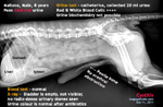 Male Maltese, 8 years, pees dark red urine - cystitis - toapayohvets, singapore