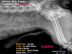 Male Maltese, 8 years, pees dark red urine - cystitis - toapayohvets, singapore