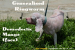 Dog. Singapore. Facial demodectic mange. Generalised ringworm later. toapayohvets 