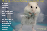 dwarf hamster, 2 years, male, zoletil, large subcutaneous tumour, toapayohvets, singapore