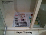 paper training or grate + pee pan training of a puppy. use one method to succeed. toapayohvets, singapore