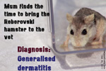 roborovski dwarf hamster, generalised skin infections, ulces, dandruff, scales, toapayohvets, singapore