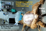 public holiday emergency caesarean section poodle water bag, no pups, distressed, too long wait. toapayohvets, singapore