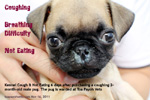 kennel cough 2 month old pug from breeder, toapayohvets, singapore