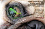 pug, 15 months, corneal ulcers, facial fold irritation, toapayohvets, singapore  