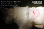 Young cat ran out of apartment, large lacerated wound, repaired, toapayohvets, singapore