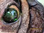 pug, 15 months, corneal ulcers, facial fold irritation, toapayohvets, singapore