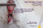 Vaginal hyperplasia and prolapse, not uterine prolapse, chihuahua, estrus, 10 years, toapayaohvets, singapore