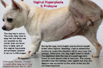 Vaginal hyperplasia and prolapse, not uterine prolapse, chihuahua, estrus, 10 years, toapayaohvets, singapore