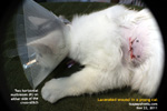 Young cat ran out of apartment, large lacerated wound, repaired, toapayohvets, singapore