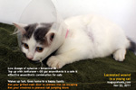 Young cat ran out of apartment, large lacerated wound, repaired, toapayohvets, singapore