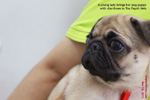 pug has diarrhoea, recovered from kennel cough, toapayohvets, singapore