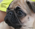 pug has diarrhoea, recovered from kennel cough, toapayohvets, singapore