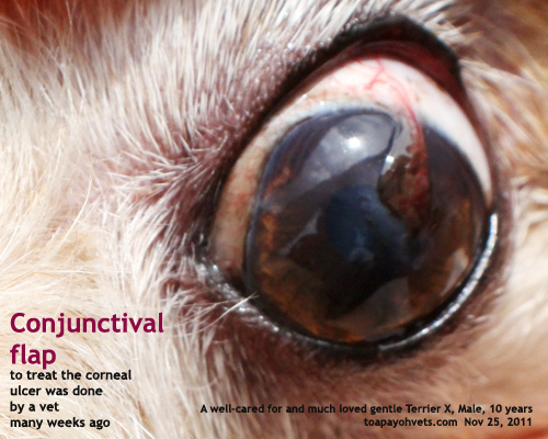 Veterinary and Travel Stories 771. SOP for eye injuries at Toa Payoh