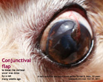 conjunctival flap to cover the corneal ulcer, toapayohvets, singapore