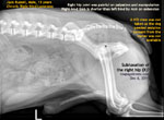 chronic right hind lameness male jack russell x-ray toapayohvets, singapore