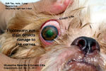 Eye ulcer, distichia, ectopic cilia, young shih tzu, tarsorrhapy, toapayohvets singapore