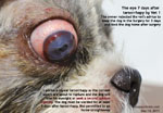 Deep ulcerative keratitis dog tarsorrhapy toapayohvets, singapore