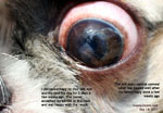 Deep ulcerative keratitis dog tarsorrhapy toapayohvets, singapore