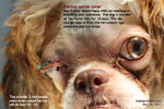 Eye ulcer, distichia, ectopic cilia, young shih tzu, tarsorrhapy, toapayohvets singapore