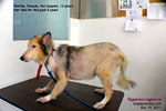 Hyperestrogenism, old Sheltie, hair loss for 5 years, toapayohvets, singapore