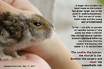 dwarf hamster head tumour grows larger daily, toapayohvets,singapore