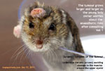 dwarf hamster head tumour grows larger daily, toapayohvets,singapore