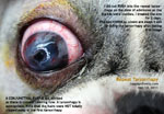 Deep ulcerative keratitis dog repeat tarsorrhapy toapayohvets, singapore