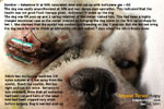 Deep ulcerative keratitis dog repeat tarsorrhapy toapayohvets, singapore