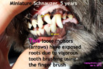 Miniature Schnauzer, 5 years - roots exposed, 2 incisors, vigorous brushing, toapayohvets