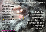 Miniature Schnauzer, ear nodule or wart, grows bigger and bigger, electro-surgery-toapayohvets