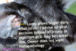 Miniature Schnauzer, ear nodule or wart, grows bigger and bigger, electro-surgery-toapayohvets