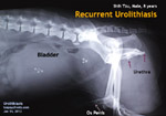 urinary stones recur again one year after surgery by Vet 1. Why? toapayohvets, singapore