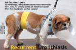 urinary stones recur again one year after surgery by Vet 1. Why? toapayohvets, singapore