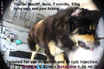 Young Tibetan Mastiff, male, 7m, tick infestation 2 days ago, itchy ears and interdigital cysts/granulomas, toapayohvets, singapore 