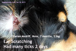Young Tibetan Mastiff, male, 7m, tick infestation 2 days ago, itchy ears and interdigital cysts/granulomas, toapayohvets, singapore
