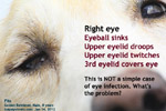 right eyelid twitching, droops, eyeball sunken, 3rd eyelid covers eye, fits, golden retriever, toapayohvets, singapore